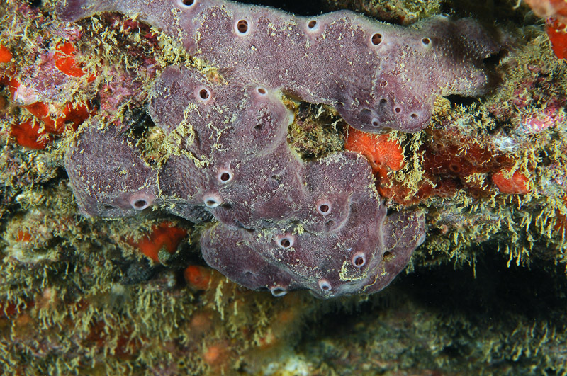 Ircinia